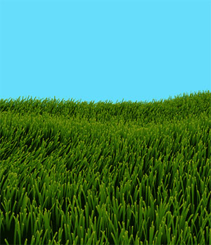 C505_grass